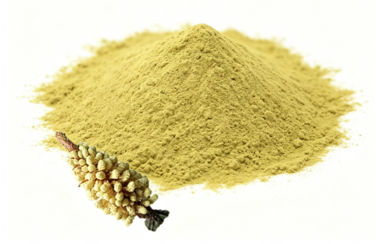 Fine yellow Cell Wall Broken Pine Pollen Powder detail Fine yellow Cell Wall Broken Pine Pollen Powder detail