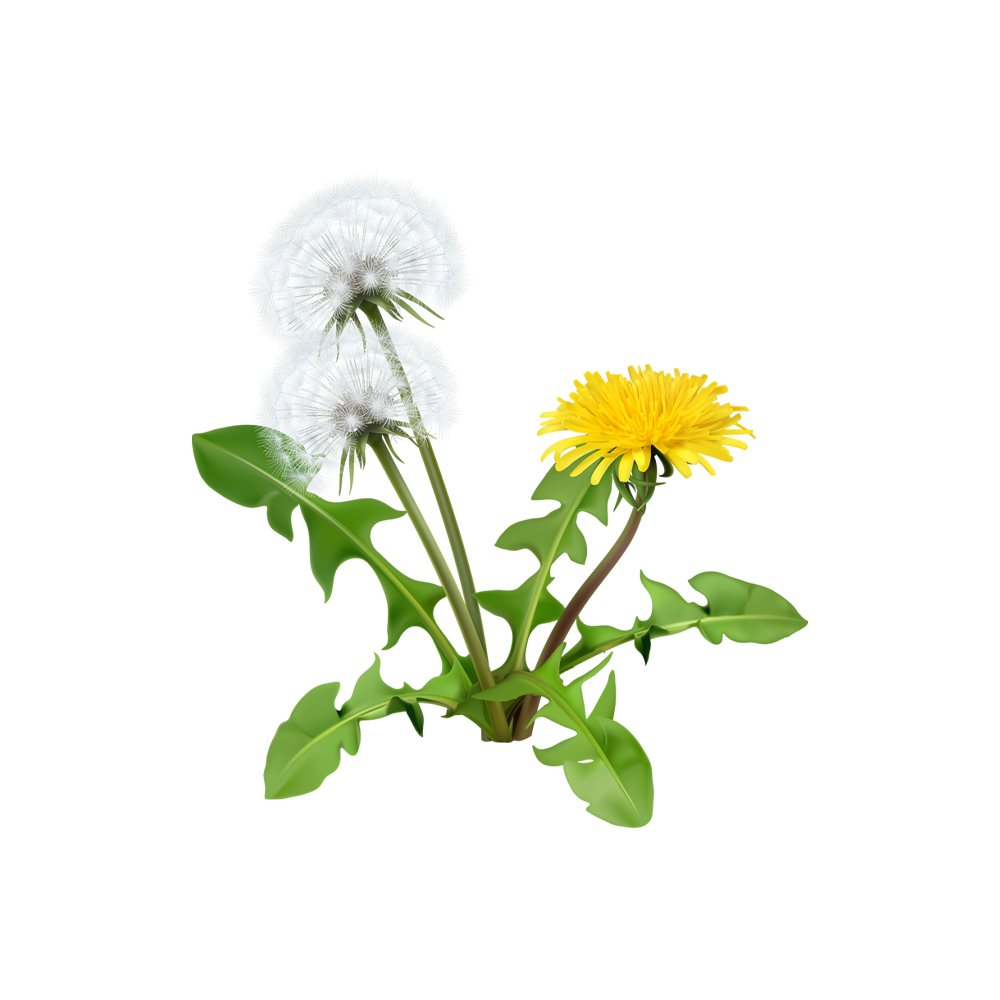Dandelion herb macro photography herbal powder