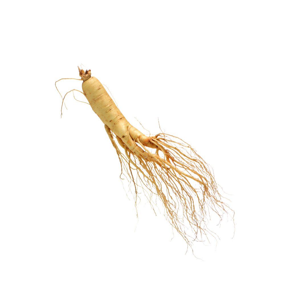 Panax ginseng root macro photography herbal powder