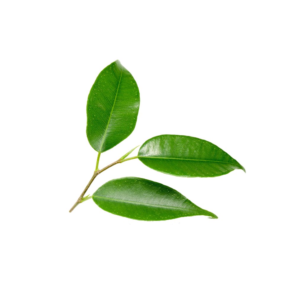 Sodium Copper Chlorophyllin fine powder macro photography