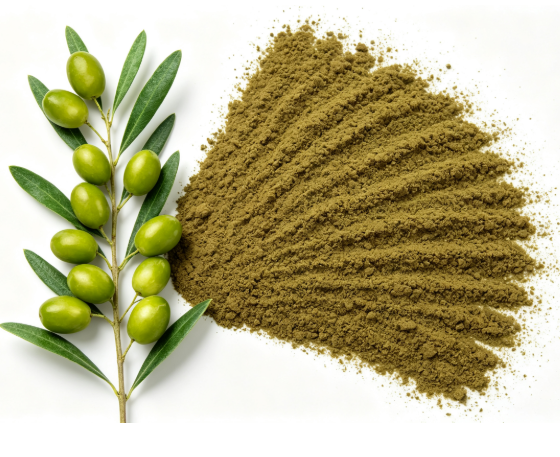 Olive leaf raw herb material display Olive leaf raw herb material display